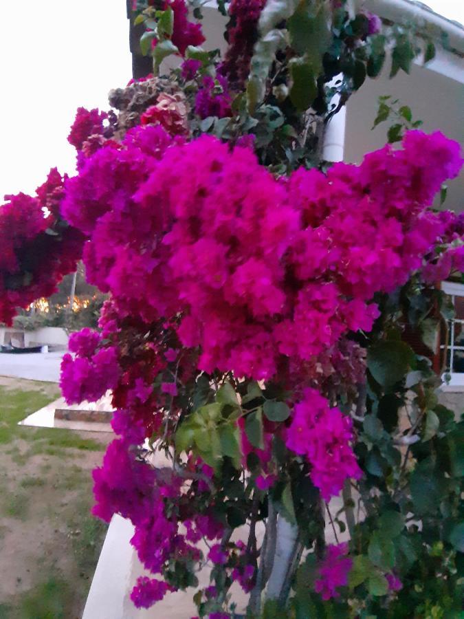 Villa Tumbine 카스카이스 외부 사진
